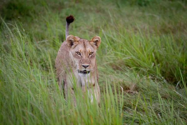 Dişi aslan çim yürüyüş.