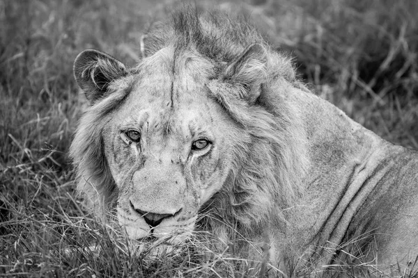 Perto da cabeça de um leão macho . — Fotografia de Stock