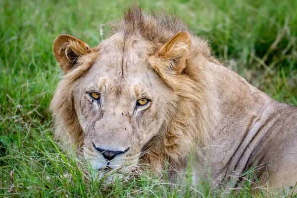 Close up of the head of a male Lion. — Stock Photo, Image