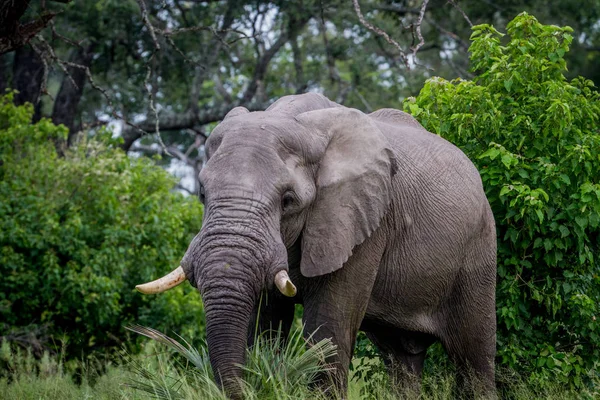 Toro elefante grande protagonizada por la cámara . — Foto de Stock