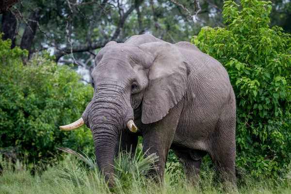Stor elefant tjur huvudrollen på kameran. — Stockfoto