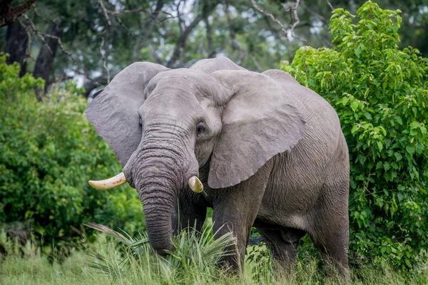 Großer Elefantenbulle starrt in die Kamera. — Stockfoto