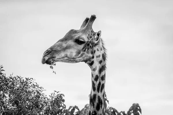Perfil lateral de una jirafa que come . — Foto de Stock