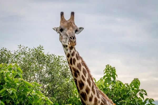 Giraffe starring at the camera. — Stock Photo, Image