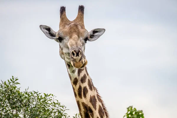 Närbild på en giraff huvudrollen på kameran. — Stockfoto