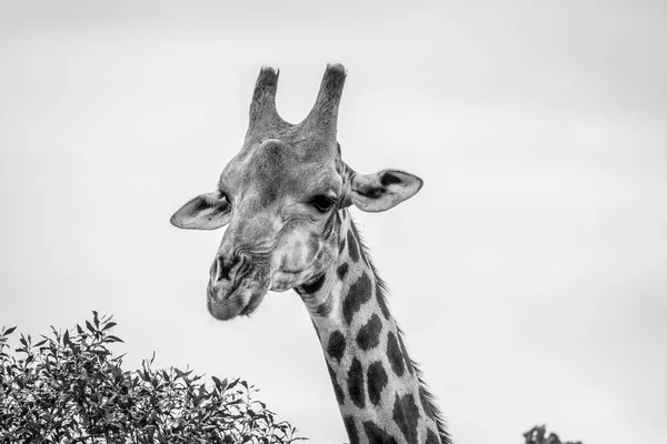 Primer plano de una jirafa protagonizada por la cámara . — Foto de Stock