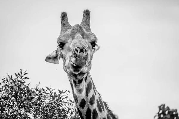 Close up de uma Girafa estrelando a câmera . — Fotografia de Stock