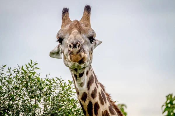 Primer plano de una jirafa protagonizada por la cámara . — Foto de Stock