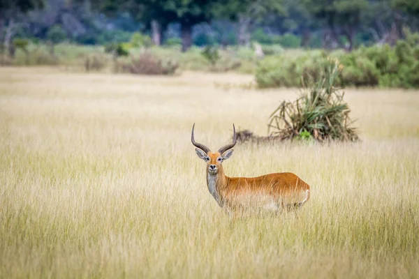 Hombre Lechwe parado solo en la hierba larga . — Foto de Stock