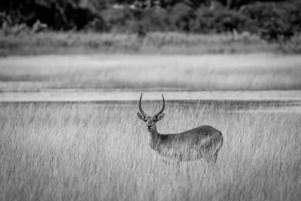 Maschio Lechwe in piedi nell'erba vicino all'acqua . — Foto Stock