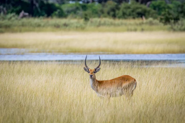 Maschio Lechwe in piedi nell'erba vicino all'acqua . — Foto Stock