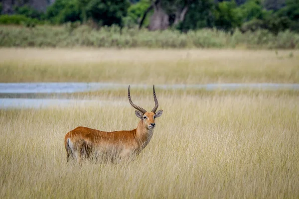 Hombre Lechwe de pie en la hierba junto al agua . — Foto de Stock