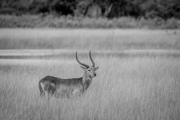 Masculino Lechwe em pé na grama junto à água . — Fotografia de Stock