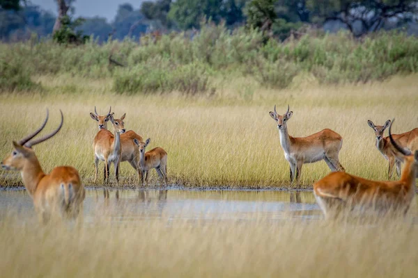 Gruppe von Lechwes steht am Wasser. — Stockfoto