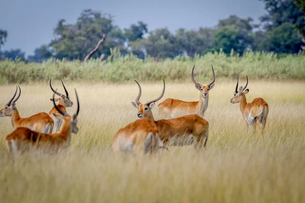 Grupo de Lechwes em pé na grama longa . — Fotografia de Stock