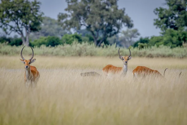 Grupo de Lechwes em pé na grama longa . — Fotografia de Stock