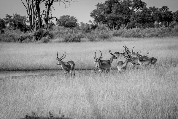 Grupo de Lechwes em pé na grama longa . — Fotografia de Stock