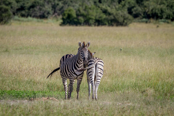 Two Zebras standing in the grass next to each other in the Chobe National Park, Botswana.