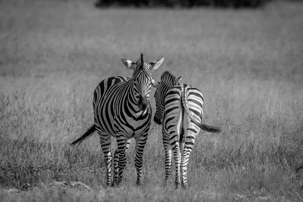 Duas zebras de pé na grama . — Fotografia de Stock
