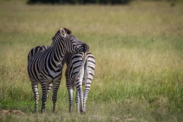 Zwei Zebras stehen im Gras. — Stockfoto