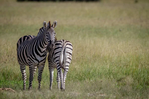 Две зебры, стоящие в траве . — стоковое фото