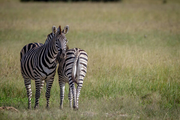 Two Zebras standing in the grass next to each other in the Chobe National Park, Botswana.