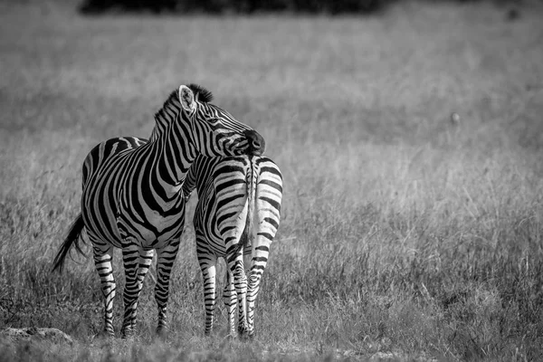 Due Zebre in piedi nell'erba . — Foto Stock