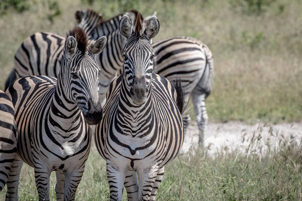 Two Zebras starring at the camera in the Chobe National Park, Botswana.