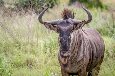 Mavi wildebeest kameraya yıldızı.