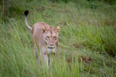 Dişi aslan çim yürüyüş.
