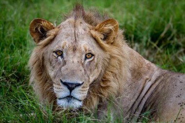 bir erkek aslan Başkanı yakın çekim.