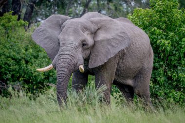 Kameraya oynadığı büyük fil boğa.