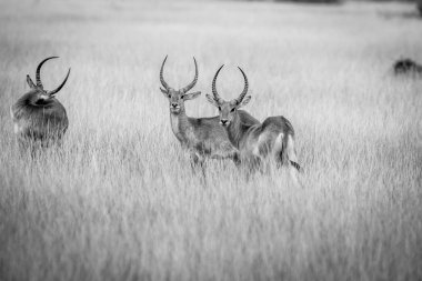 Grup Lechwes duran uzun otların içinde.