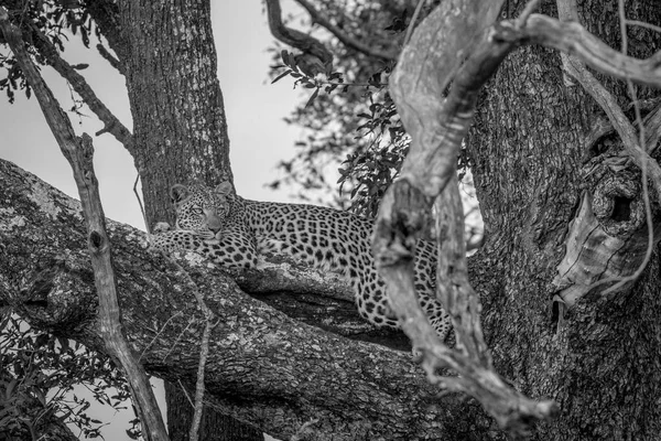 Leopardo che si corica su un ramo . — Foto Stock