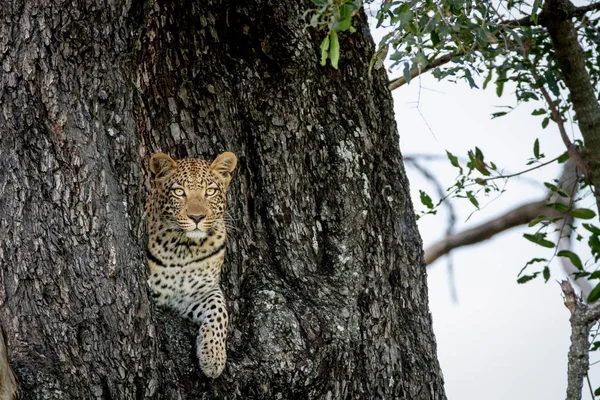 木の穴から覗くヒョウ. — ストック写真