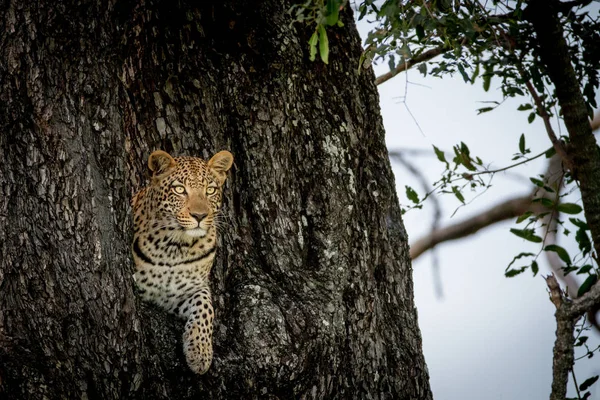 木の穴から覗くヒョウ. — ストック写真