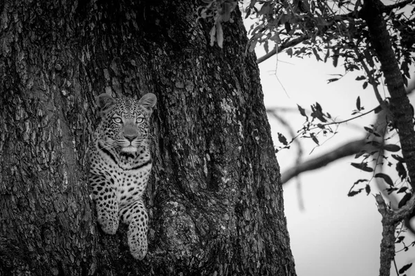 Leopard peeking out of a hole in a tree. — Stock Photo, Image