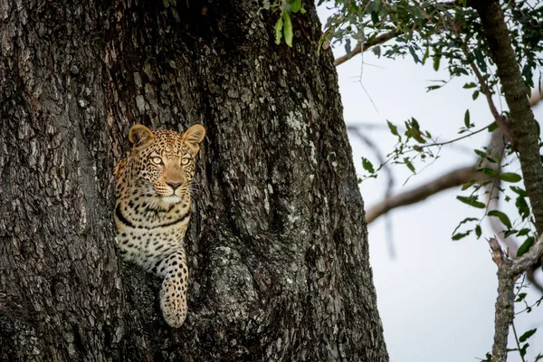 木の穴から覗くヒョウ. — ストック写真