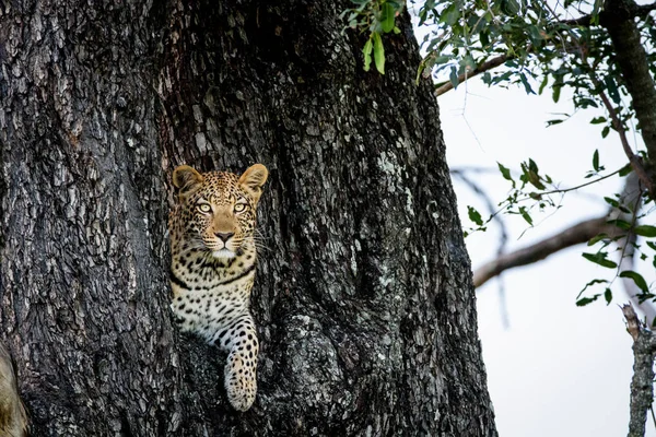 Leopardo asomándose por un agujero en un árbol . —  Fotos de Stock