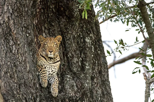 Leopard less ki a lyuk a fa. — Stock Fotó