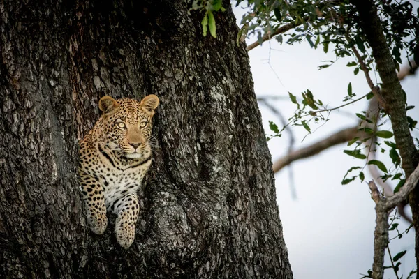 Leopardo asomándose por un agujero en un árbol . —  Fotos de Stock