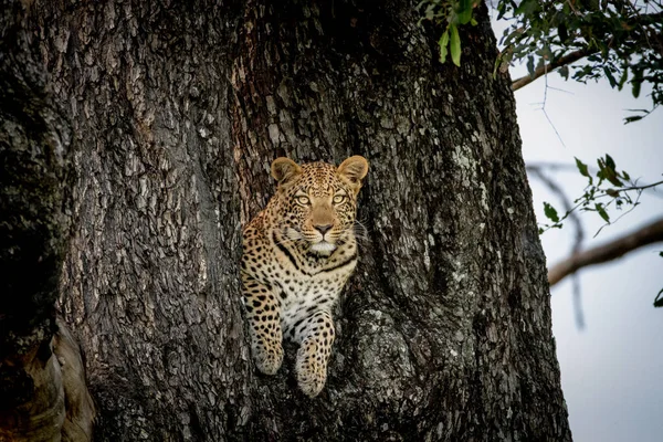 木の穴から覗くヒョウ. — ストック写真