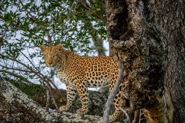 Leopard standing on a branch and starring. — Stock Photo, Image