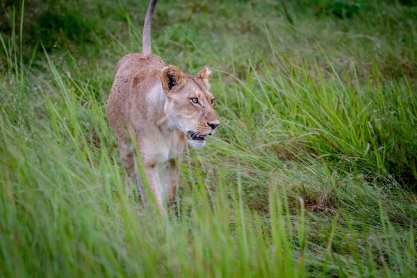 Leão fêmea andando na grama . — Fotografia de Stock
