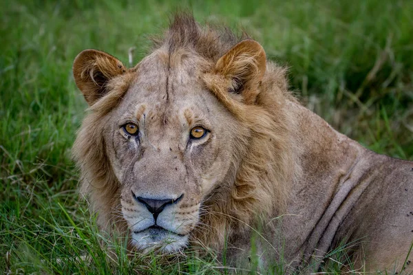 Bliska głowy samca lwa. — Zdjęcie stockowe
