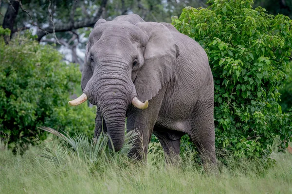 Kameraya oynadığı büyük fil boğa.