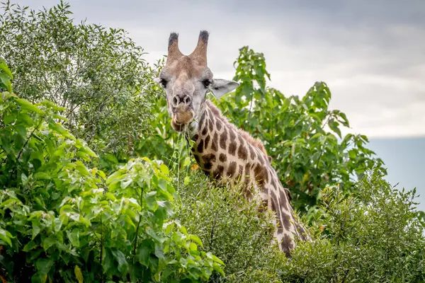 Jirafa protagonizada por la cámara . — Foto de Stock