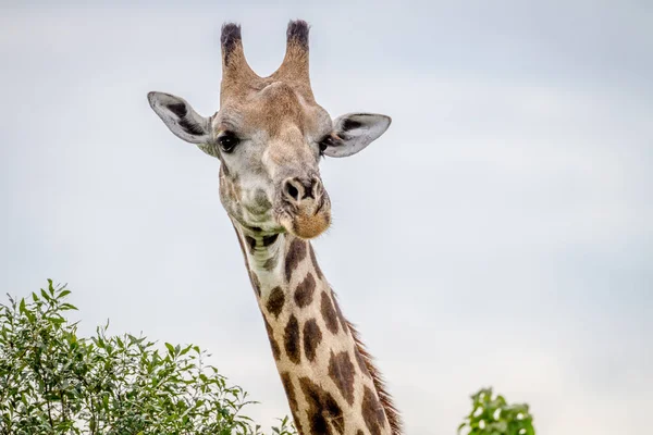 Primo piano di una giraffa che guarda la telecamera . — Foto Stock