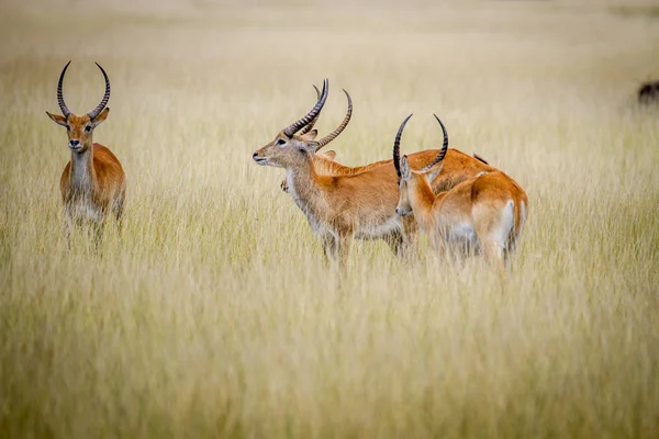 Grupo de Lechwes em pé na grama longa . — Fotografia de Stock