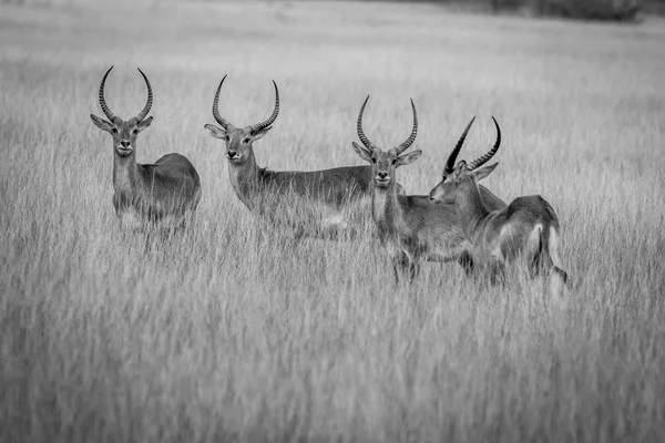 Grupo de Lechwes em pé na grama longa . — Fotografia de Stock